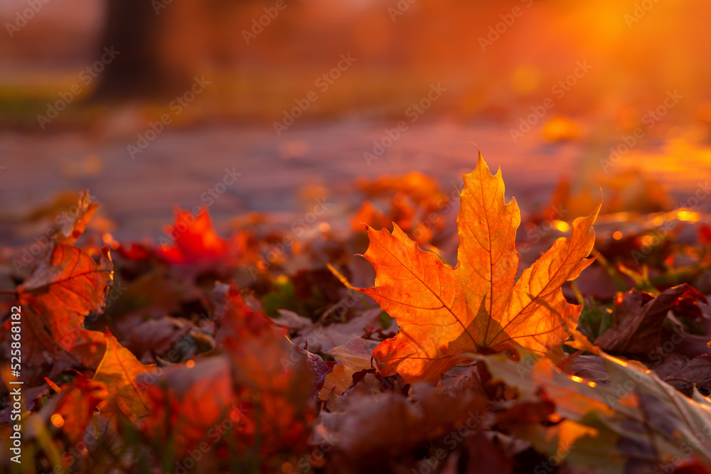 Red autumn maple leaf glows in sun rays. Fallen foliage in city park close-up. Warm natural backlit background.