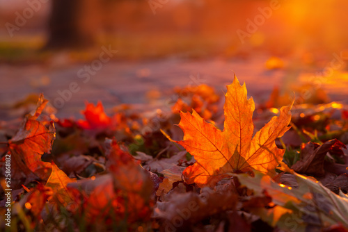 Red autumn maple leaf glows in sun rays. Fallen foliage in city park close-up. Warm natural backlit background.