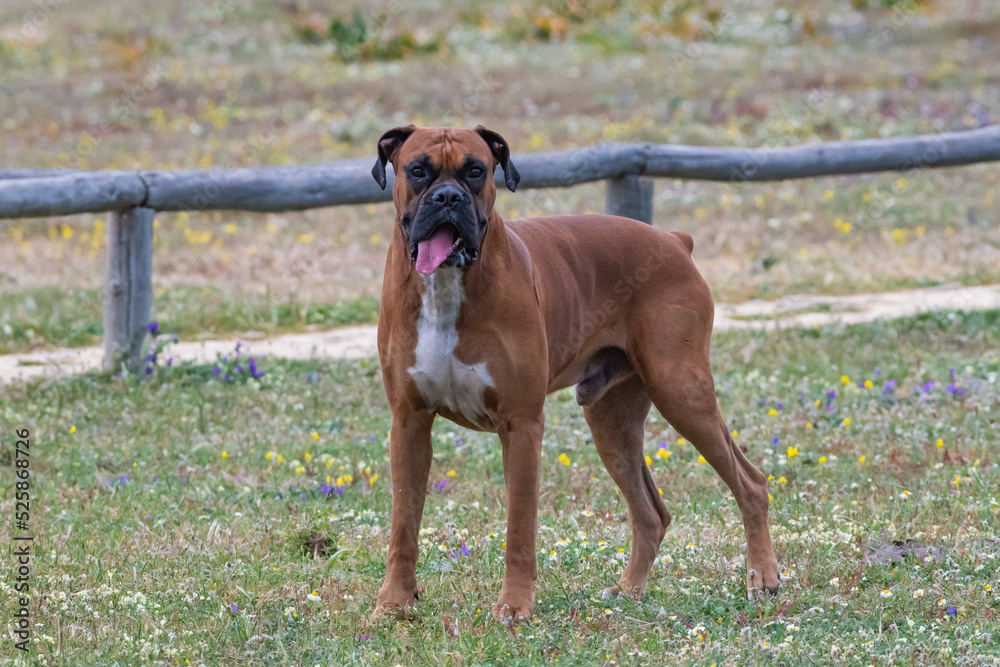 boxer terrier dog