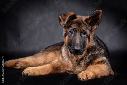 portrait of the german shepherd short hair puppy dog