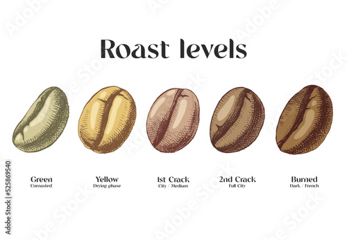 Coffee Roasting Levels for packaging design.