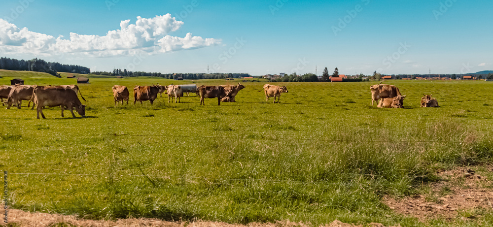 custom made wallpaper toronto digitalBeautiful summer view near Engratsried, Bavaria, Germany