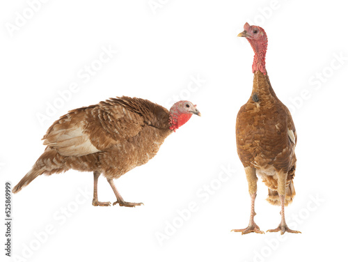 brown female and male turkeys isolated on white background