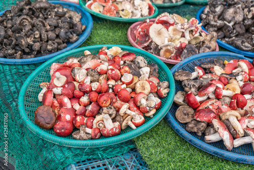 Russula emetica (Schaeff.) Pers. The Sickener red mushroom pile in a plastic pan on stall in the local outdoor forest market in the northeast of Thailand in the rainy season. photo