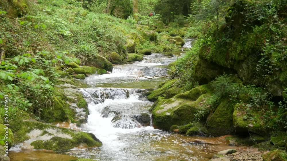Beautiful clean transparent mountain stream in the Black Forest mountains, Baden Wurttemberg, Germany. Clear water flows among stones covered with green moss in pristine nature Beautiful clean transparent mountain stream in the Black Forest mountains, Baden Wurttemberg, Germany. Clear water flows among stones covered with green moss in pristine nature
