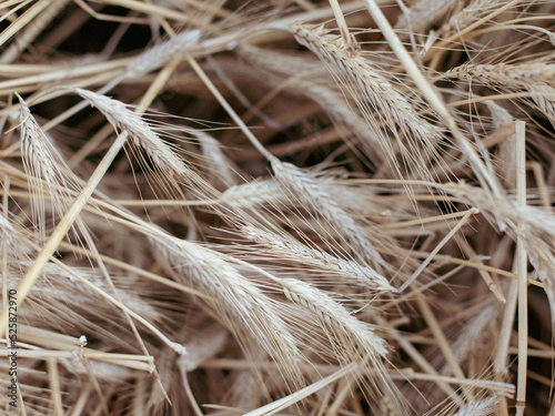 Spikelets macro selective focus of wheat are eared trembling in the wind. natural organic background for design template copy space banner.