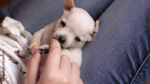 Female hand holds little puppy. Closeup of little puppy licks female finger. Russian Toy