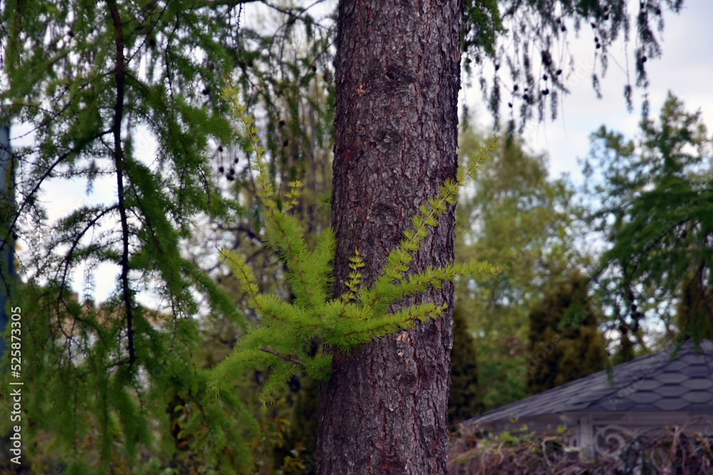 Fototapeta premium tree in the forest