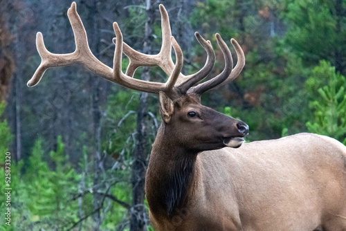 elk in the mountain forest