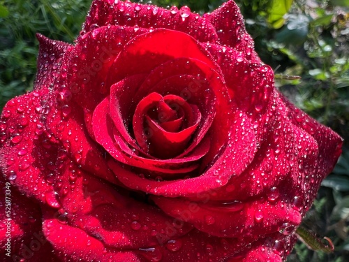 Red rose with water drops. 