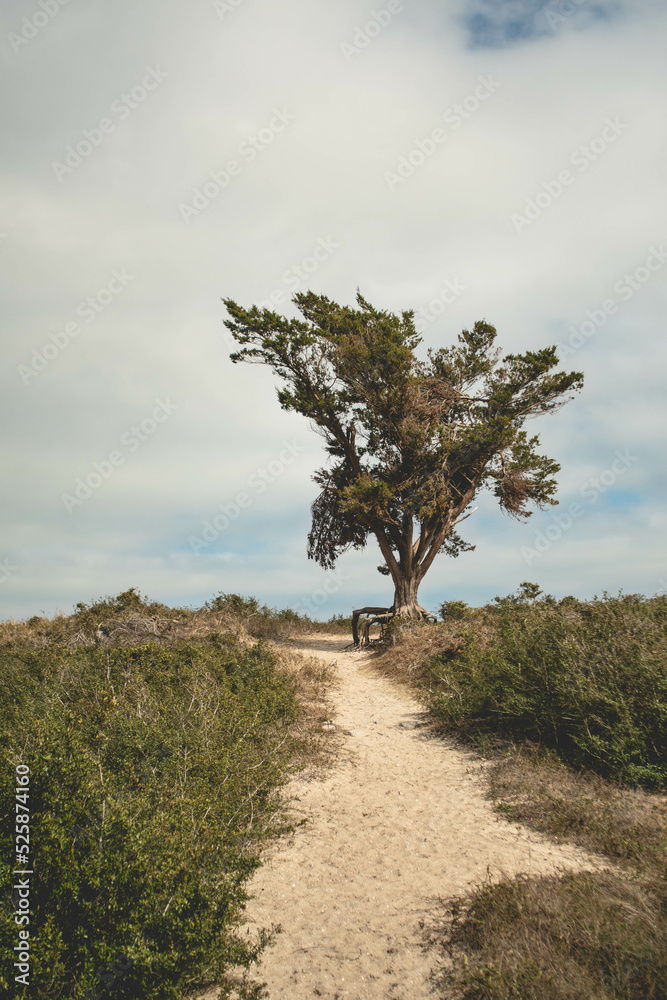 North Carolina Beach Landscape