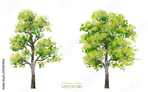 Vector watercolor of tree side view isolated on white background for landscape  and architecture drawing  elements for environment and garden  painting botanical for section 