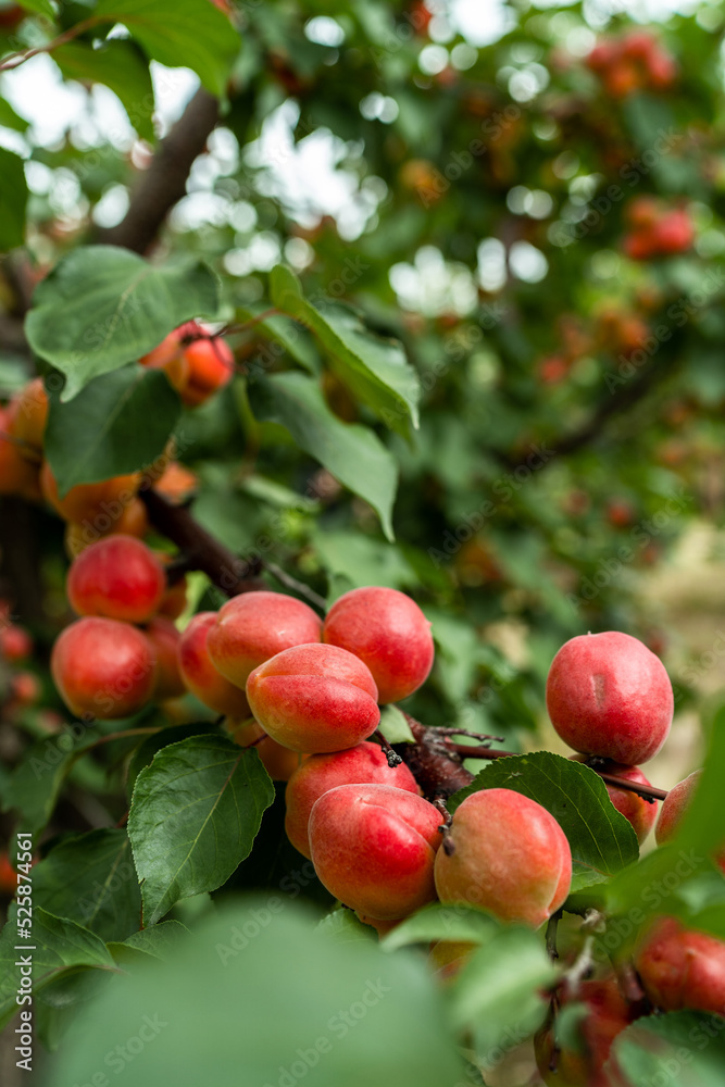 Apricot trees in orchard, organic fruits produce