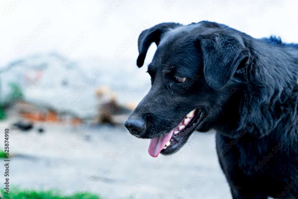 Cute muzzle of a stray dog on a chain, Animal protection, concept of animal cruelty, Black sad dog on a leash close-up. Cute muzzle of a stray dog on a chain, Animal protection, concept of animal cruelty, Black sad dog on a leash close-up.