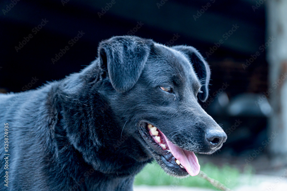 Cute muzzle of a stray dog on a chain, Animal protection, concept of animal cruelty, Black sad dog on a leash close-up. Cute muzzle of a stray dog on a chain, Animal protection, concept of animal cruelty, Black sad dog on a leash close-up.