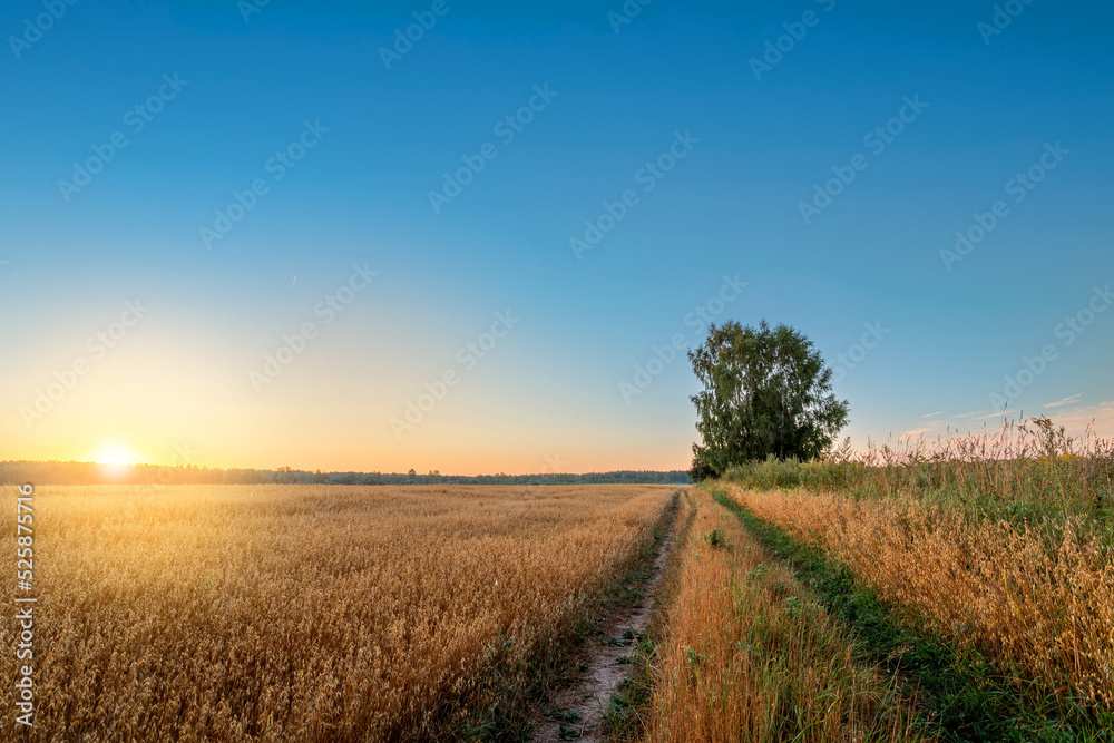 Sunrise over fields of ripening oat behind village in the Russia. Gold hour. Sunrise over fields of ripening oat behind village in the Russia. Gold hour.