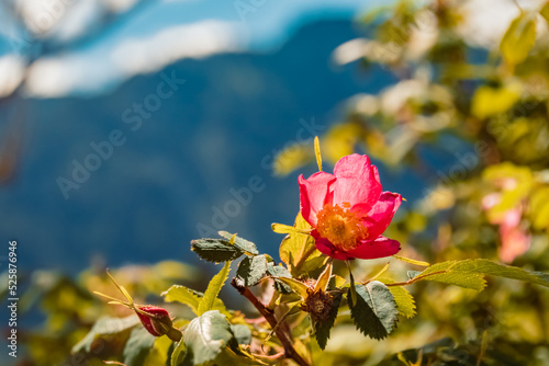 Rosa pendulina, Alpine rose, at the famous Tannheimer Tal valley, Tannheim, Tyrol, Austria photo