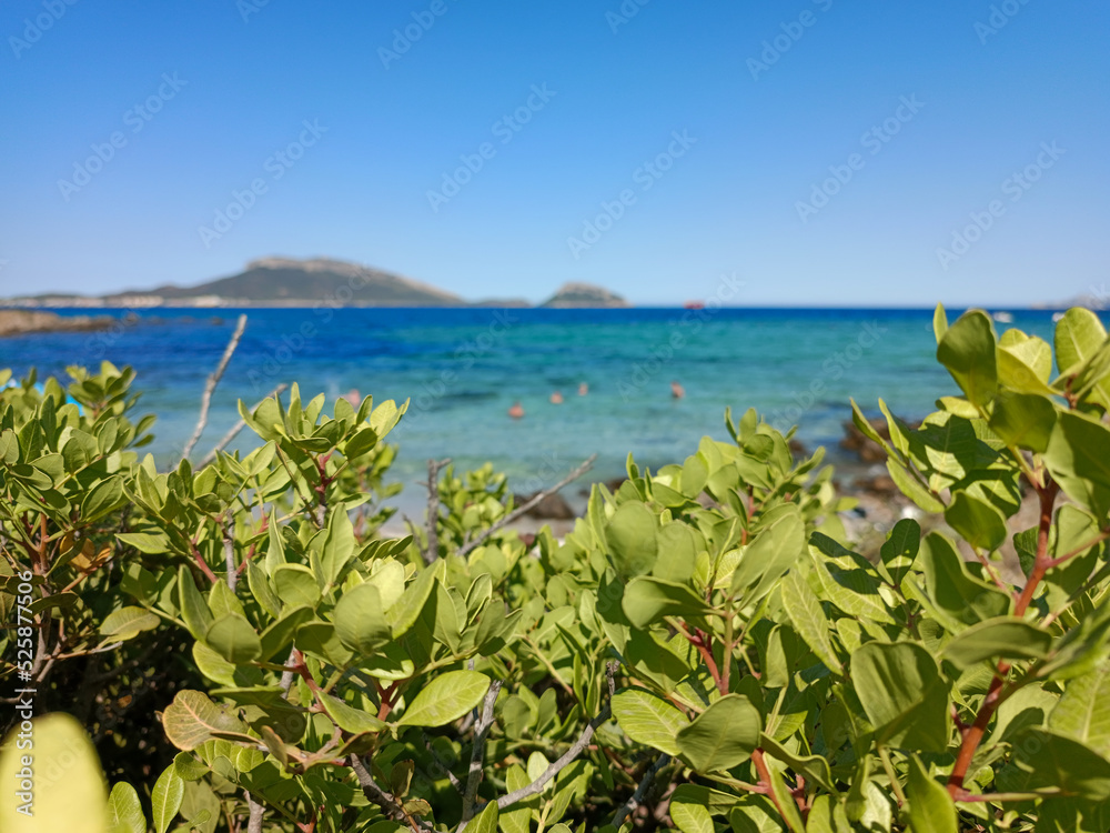 Mediterranean bush, in the background a turquoise sea