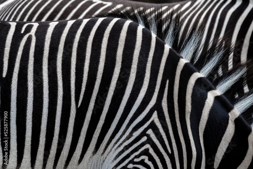 Fur Pattern of Grevy   s Zebras  Equus grevyi 
