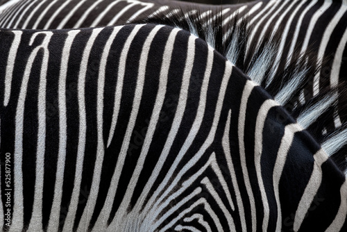 Fur Pattern of Grevy’s Zebras (Equus grevyi)