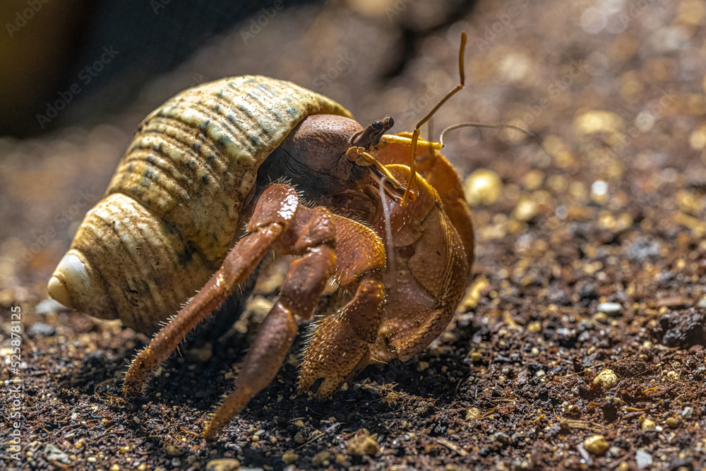 Giant Hermit Crab (Coenobita clypeatus)