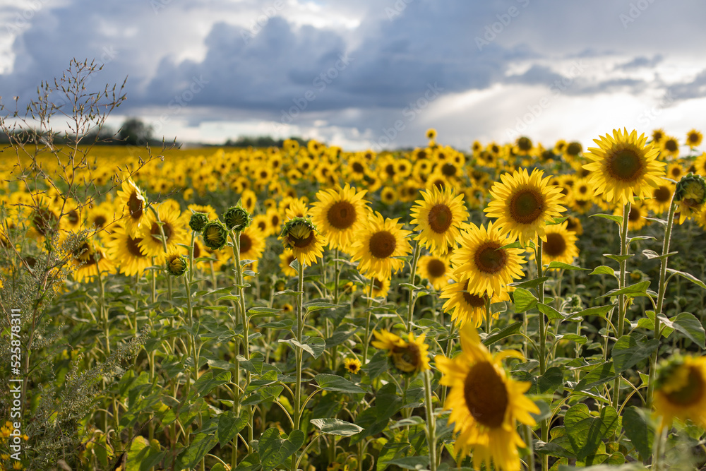 Fototapeta premium sunflower field, sunset, rainy clouds, Ukrainian symbol