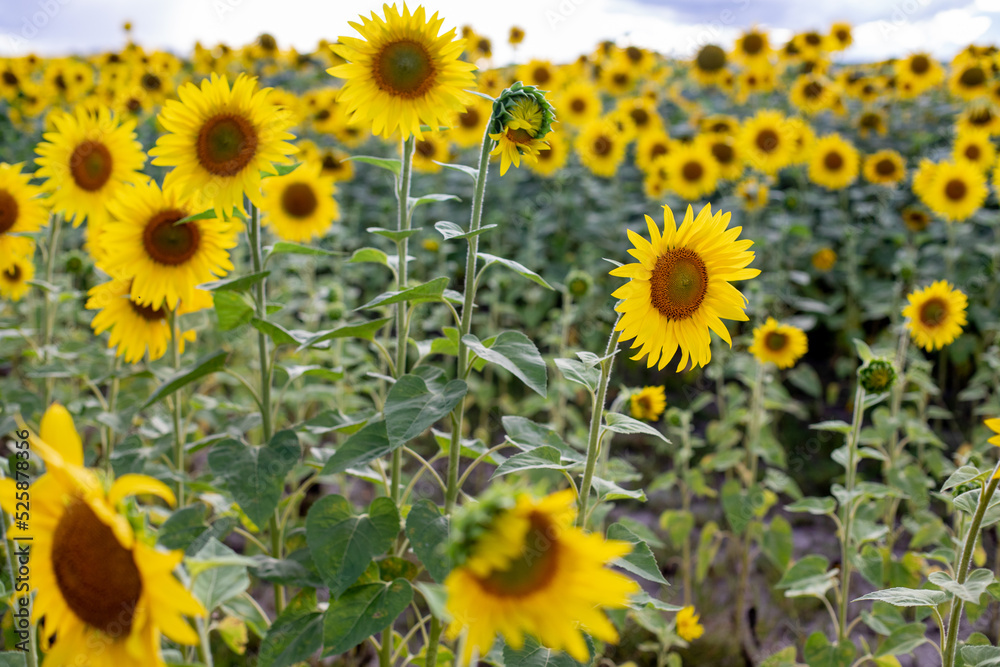 sunflower field, sunset, rainy clouds, Ukrainian symbol sunflower field, sunset, rainy clouds, Ukrainian symbol