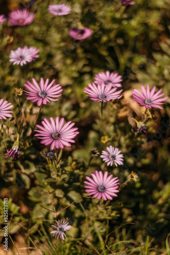Flores rosas en campo verde