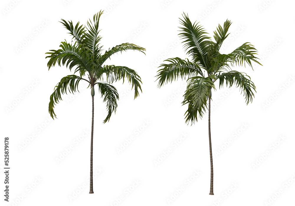 Obraz premium Tropical plants on a transparent background 