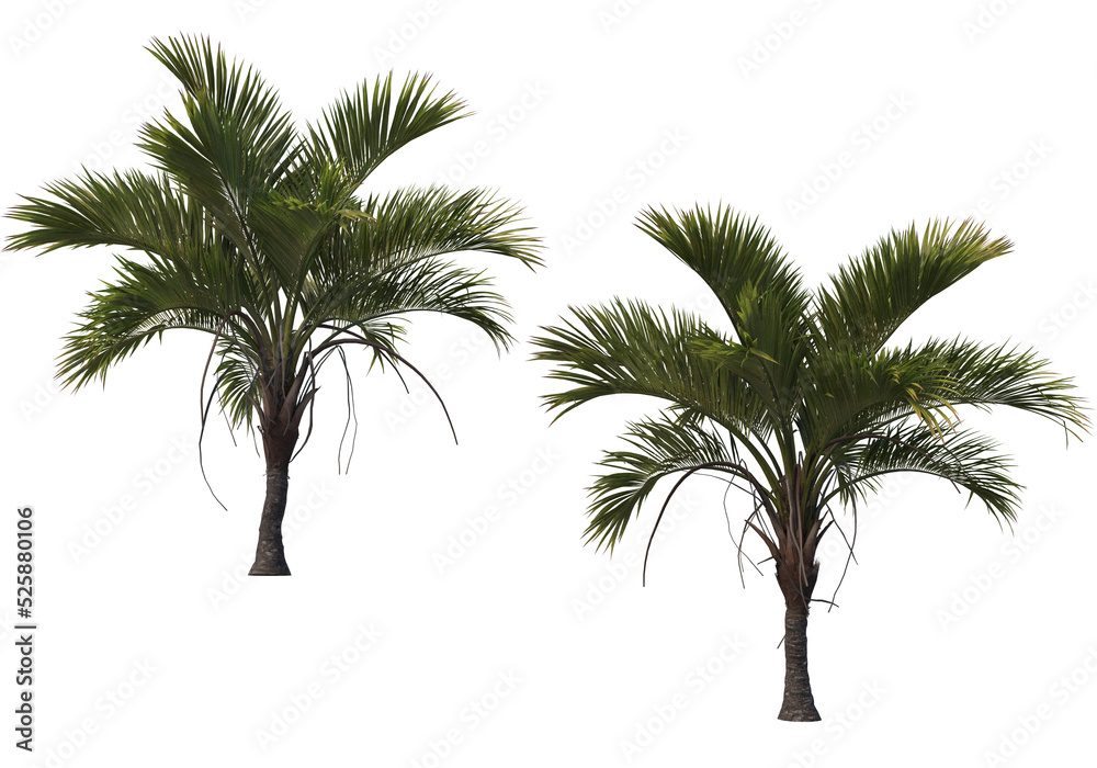 Obraz premium Tropical plants on a transparent background 
