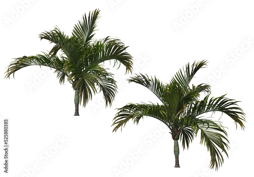 Tropical plants on a transparent background 