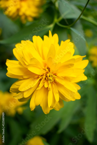 A beautiful yellow flower with lots of petals against a blurry background of grass  stems and other flowers. Nature and Life. Blossoming  blooming flowers. Summer and sunny weather. Coreopsis