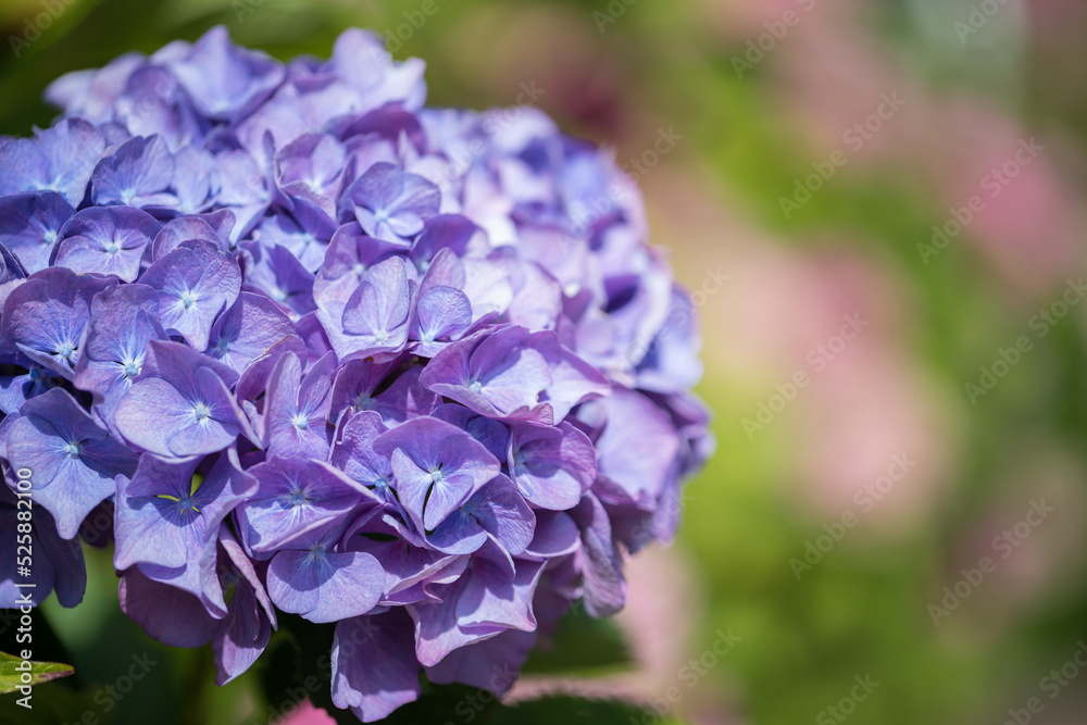 Hortensie Hortensie