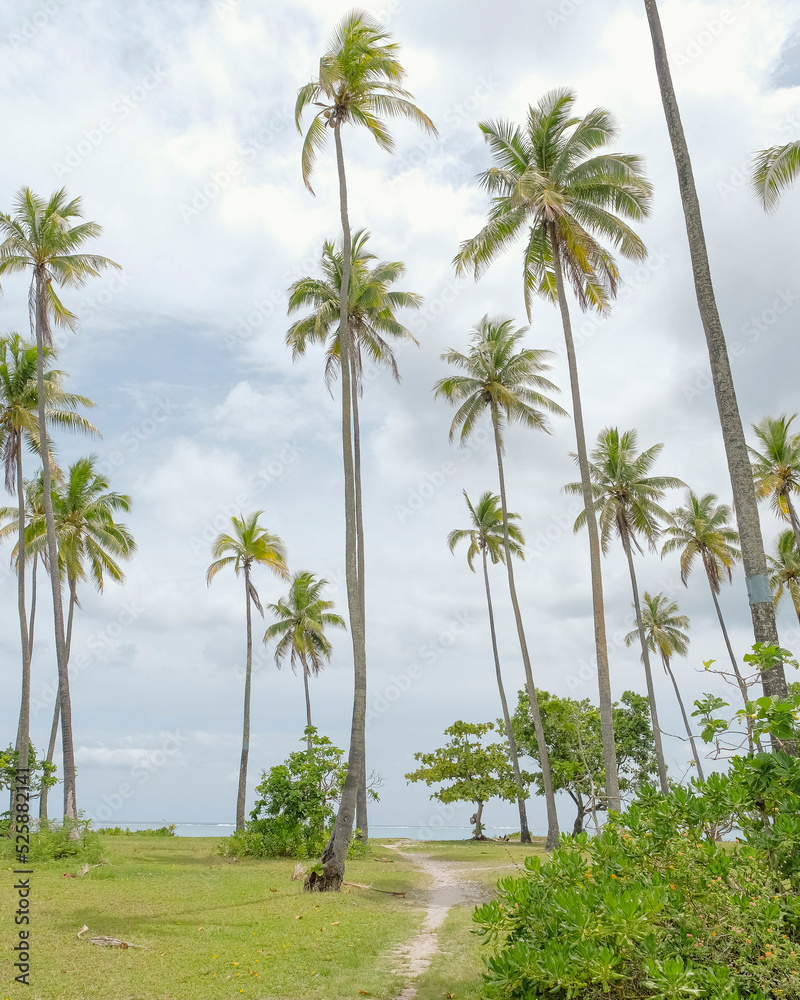 Fototapeta premium French Polynesia Moorea Tahiti Fakarava