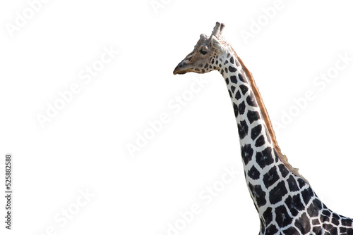 Spectacular beautiful giraffe  with transparent background