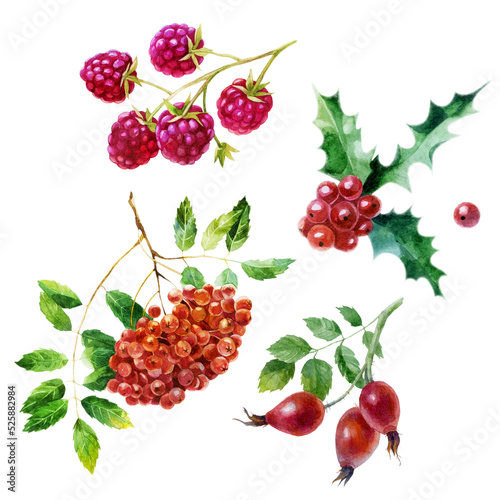 Watercolor illustration, set. Raspberries, raspberries on a branch, wild rose, rowan.