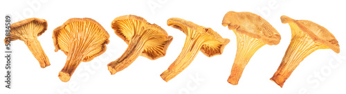 set of dry chanterelle mushroom isolated on white. the entire image in sharpness. photo