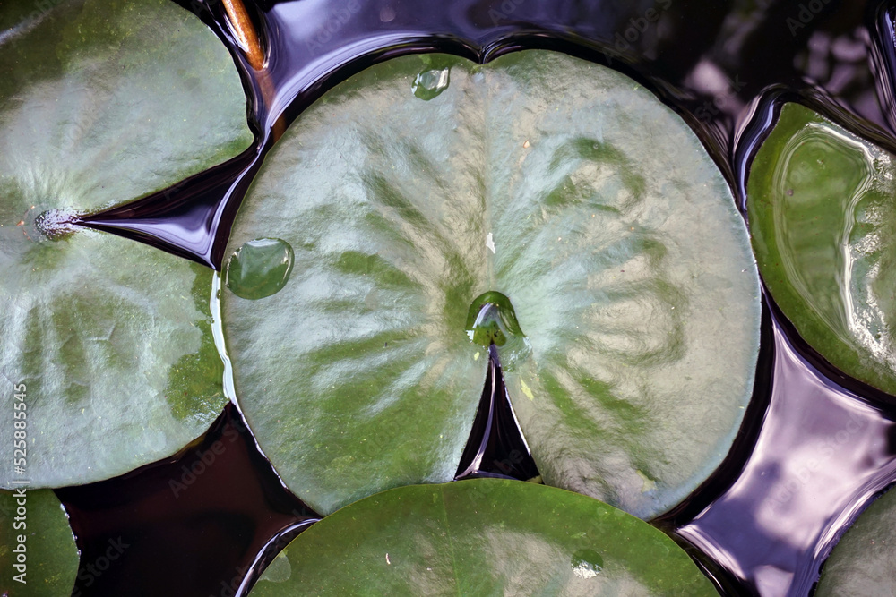 The lotus leaf floats on the water surface of the lotus basin. Stock