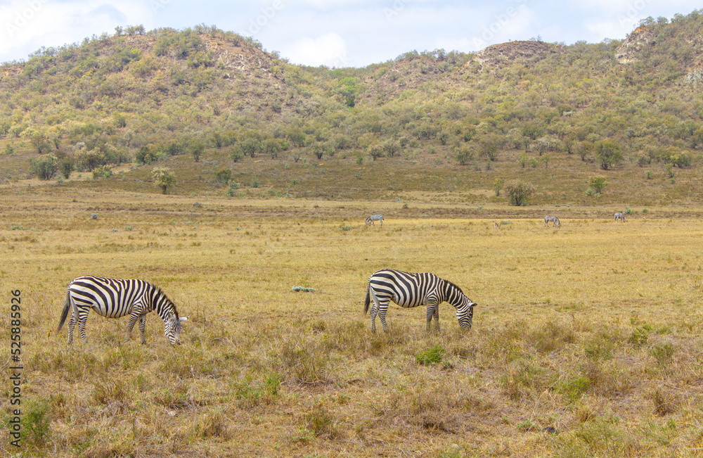 Fototapeta premium Zebras in a national park during a safari