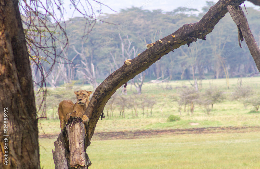African lions resting in a park African lions resting in a park