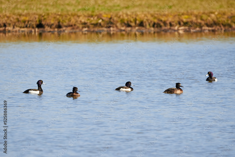 Tufted Ducks on the lake ( Aythya fuligula ) Birds on the lake Tufted Ducks on the lake ( Aythya fuligula ) Birds on the lake