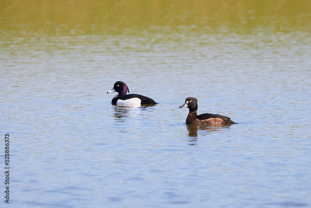 Tufted Ducks on the lake ( Aythya fuligula ) Birds on the lake Tufted Ducks on the lake ( Aythya fuligula ) Birds on the lake