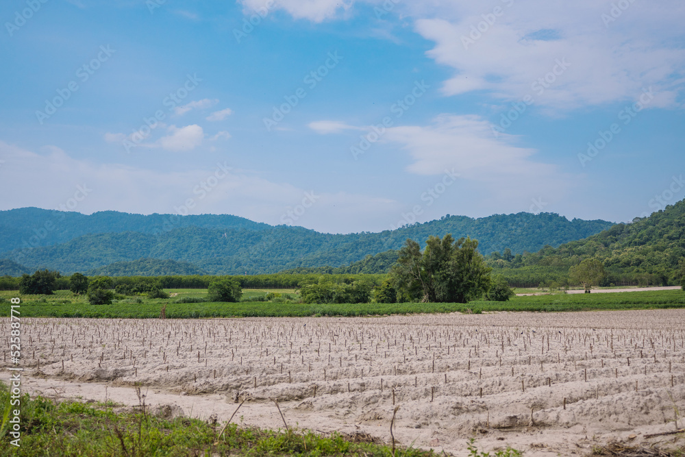 cassava plantation