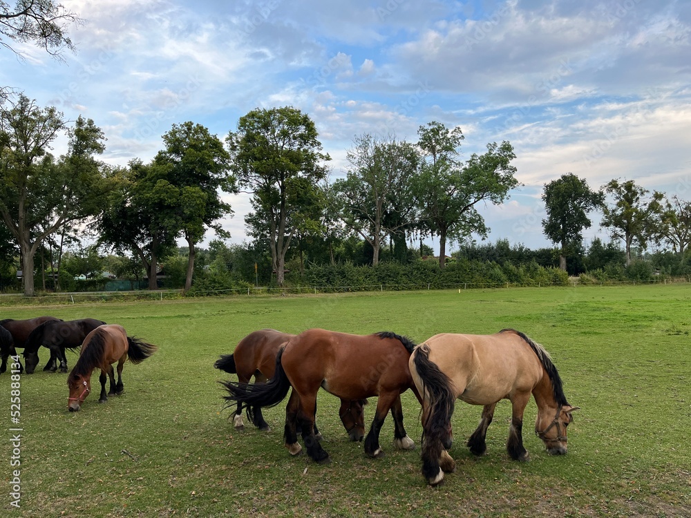  Care, nature, grass - Horse meal and vigilance of a dog guarding horses