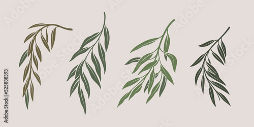 Illustration of willow branch. Set of branches with leaves. Contour vector illustration.
