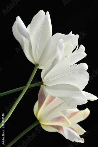 Fototapeta Naklejka Na Ścianę i Meble -  White tulip in dark background