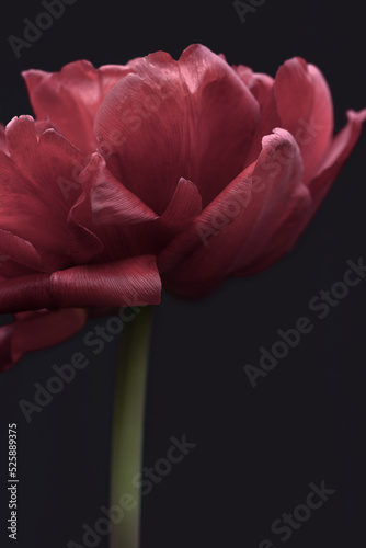 Red peony in dark background