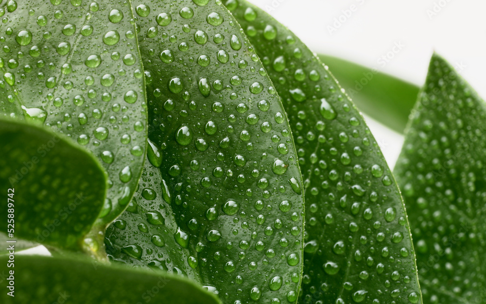 Green leaf with water drop. Nature horizontal background. Green leaf with water drop. Nature horizontal background.