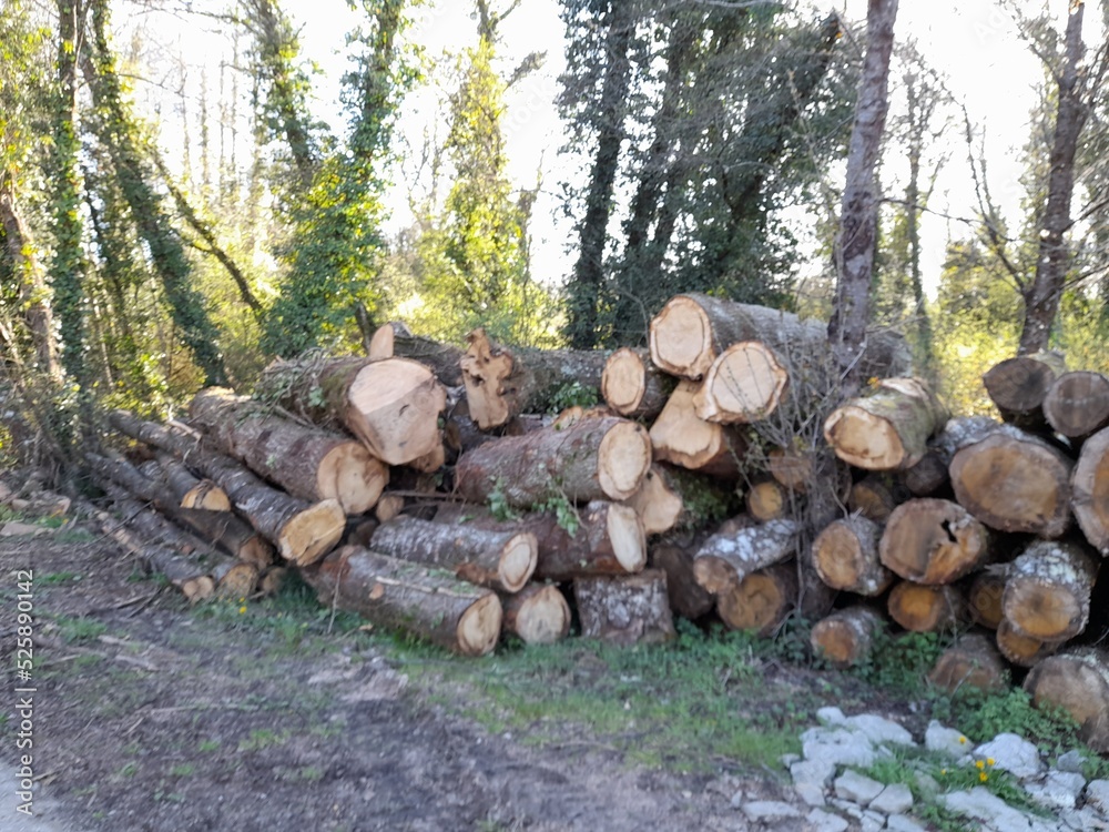 Troncos apilados en un monte en Galicia