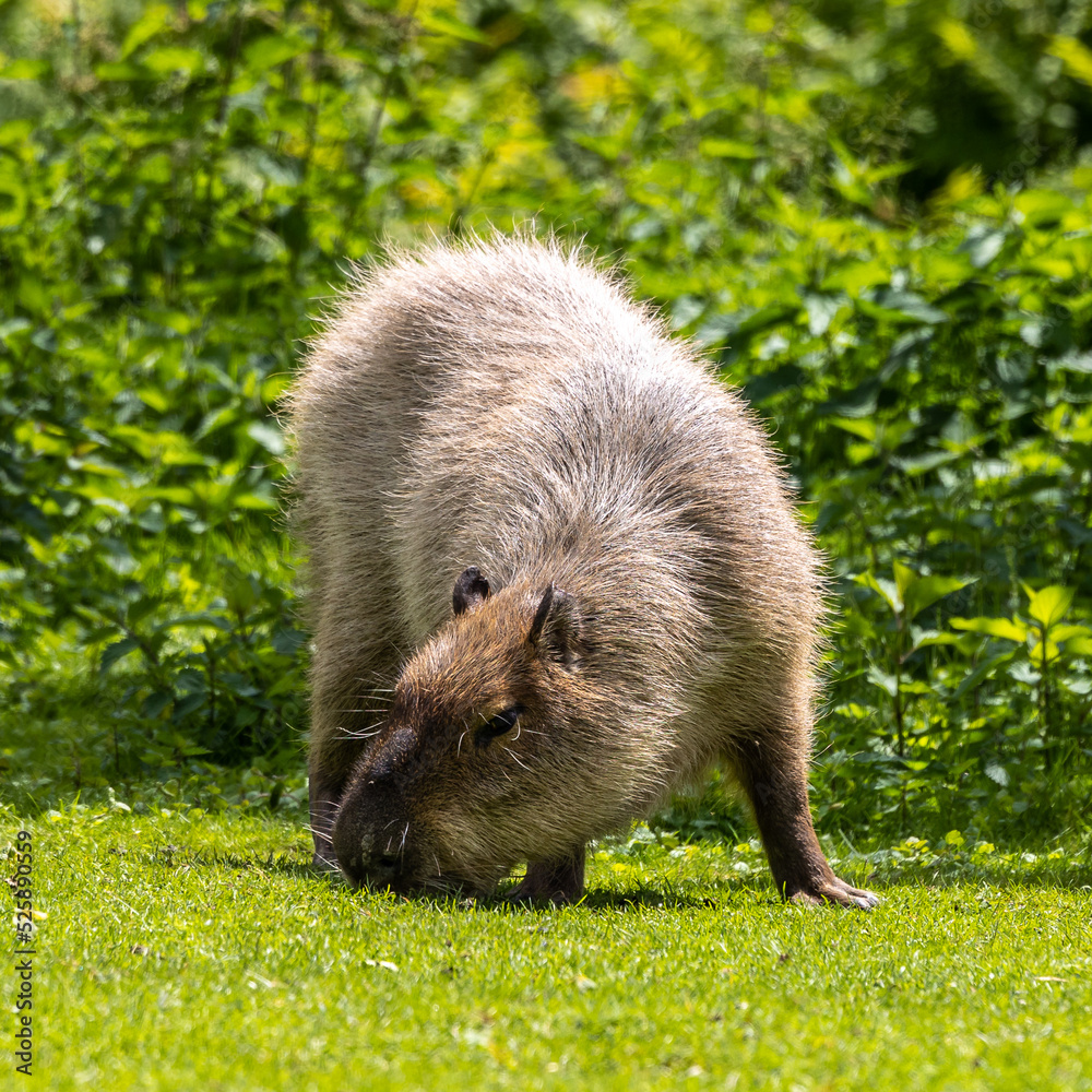 Fototapeta premium Capybara, Hydrochoerus hydrochaeris grazing on fresh green grass